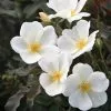 Fast Growing Trees White Knock Out® Rose