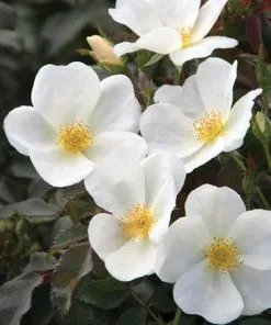 Fast Growing Trees White Knock Out® Rose