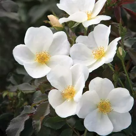 Fast Growing Trees White Knock Out® Rose 4 Fast Growing Trees White Knock Out® Rose