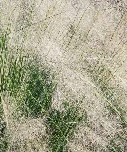 Fast Growing Trees Ornamental Grasses White Cloud Muhly Grass 9 Fast Growing Trees Ornamental Grasses White Cloud Muhly Grass