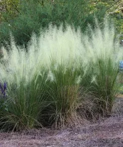 Fast Growing Trees Ornamental Grasses White Cloud Muhly Grass 8 Fast Growing Trees Ornamental Grasses White Cloud Muhly Grass