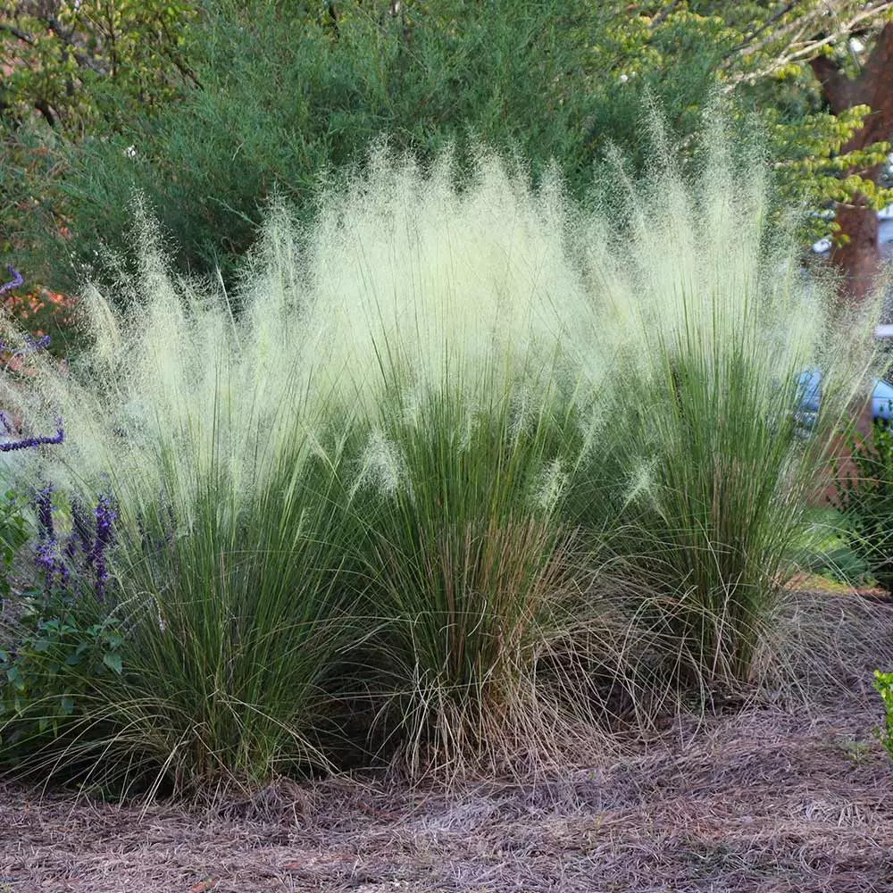 Fast Growing Trees Ornamental Grasses White Cloud Muhly Grass 5 Fast Growing Trees Ornamental Grasses White Cloud Muhly Grass