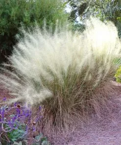 Fast Growing Trees Ornamental Grasses White Cloud Muhly Grass 7 Fast Growing Trees Ornamental Grasses White Cloud Muhly Grass