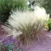 Fast Growing Trees Ornamental Grasses White Cloud Muhly Grass 2 Fast Growing Trees Ornamental Grasses White Cloud Muhly Grass