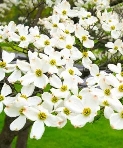Fast Growing Trees White Dogwood Dogwood Trees 12 Fast Growing Trees White Dogwood Dogwood Trees