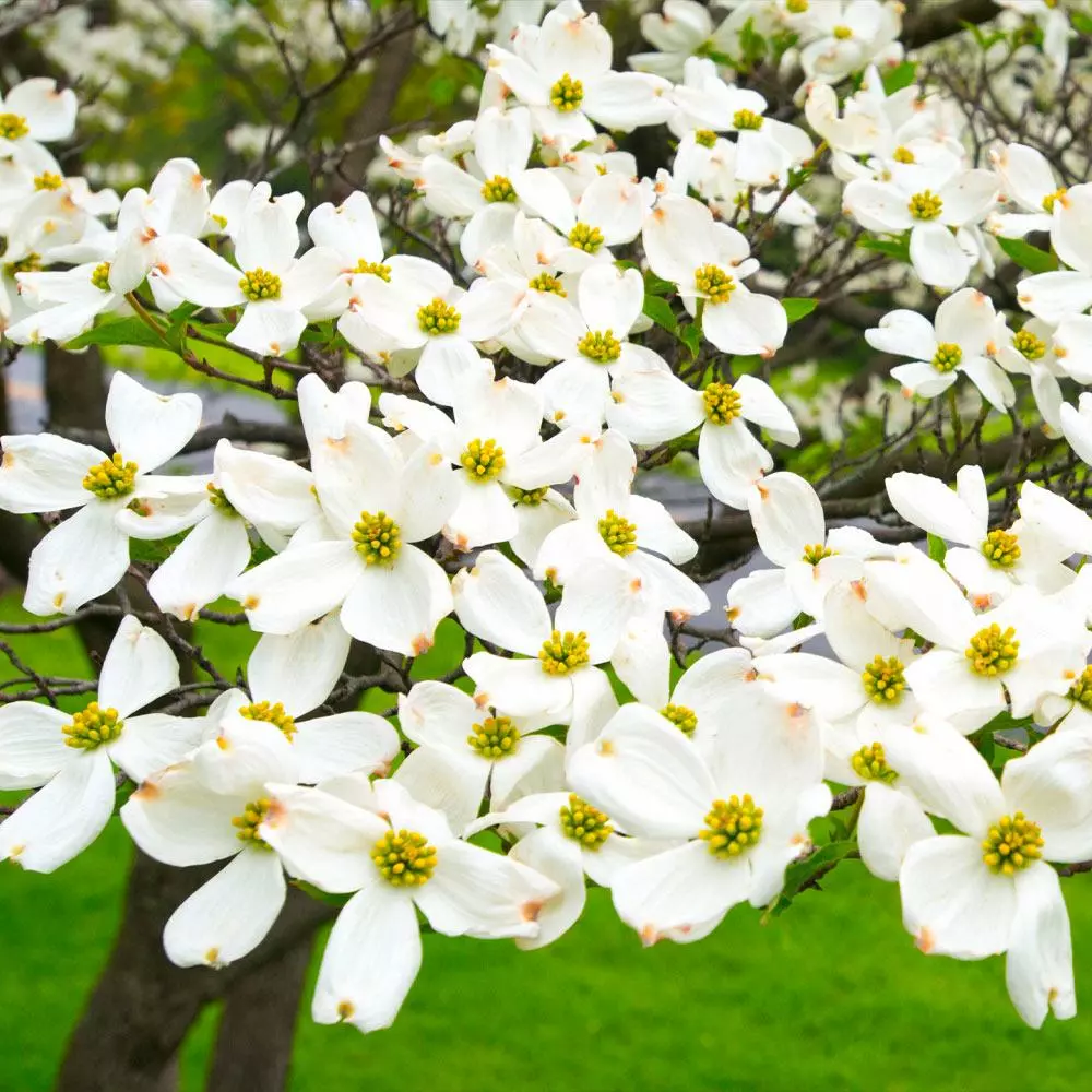 Fast Growing Trees White Dogwood Dogwood Trees 6 Fast Growing Trees White Dogwood Dogwood Trees