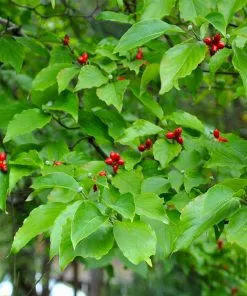 Fast Growing Trees White Dogwood Dogwood Trees 15 Fast Growing Trees White Dogwood Dogwood Trees