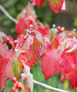 Fast Growing Trees White Dogwood Dogwood Trees 13 Fast Growing Trees White Dogwood Dogwood Trees