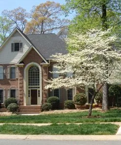 Fast Growing Trees White Dogwood Dogwood Trees 11 Fast Growing Trees White Dogwood Dogwood Trees