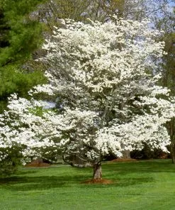 Fast Growing Trees White Dogwood Dogwood Trees 14 Fast Growing Trees White Dogwood Dogwood Trees