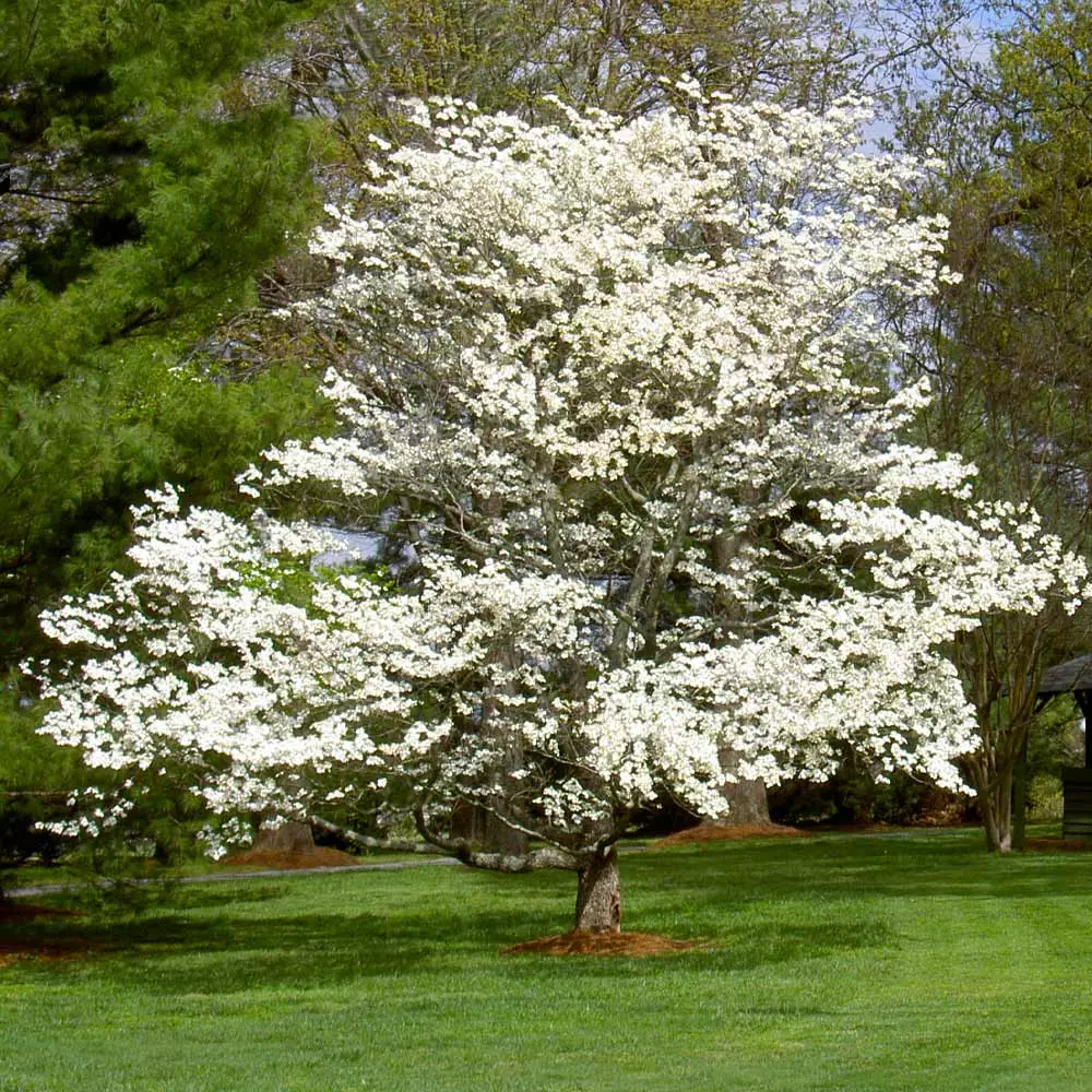 Fast Growing Trees White Dogwood Dogwood Trees 8 Fast Growing Trees White Dogwood Dogwood Trees