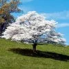 Fast Growing Trees White Dogwood Dogwood Trees 2 Fast Growing Trees White Dogwood Dogwood Trees