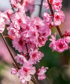 Fast Growing Trees Peach Trees White Lady Peach Tree