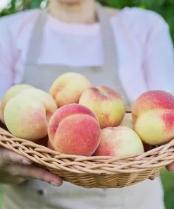 Fast Growing Trees Peach Trees White Lady Peach Tree