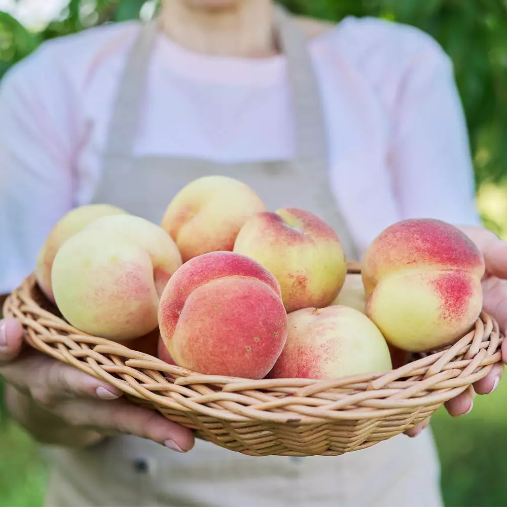 Fast Growing Trees White Lady Peach Tree See All Fruit Trees 4 Fast Growing Trees White Lady Peach Tree See All Fruit Trees