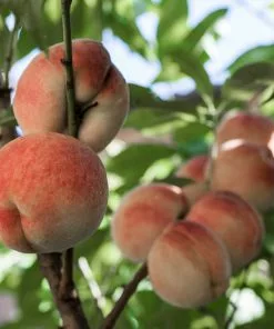 Fast Growing Trees Peach Trees White Lady Peach Tree