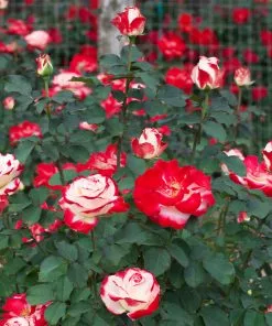 Fast Growing Trees White Lies™ Rose Shrub Roses