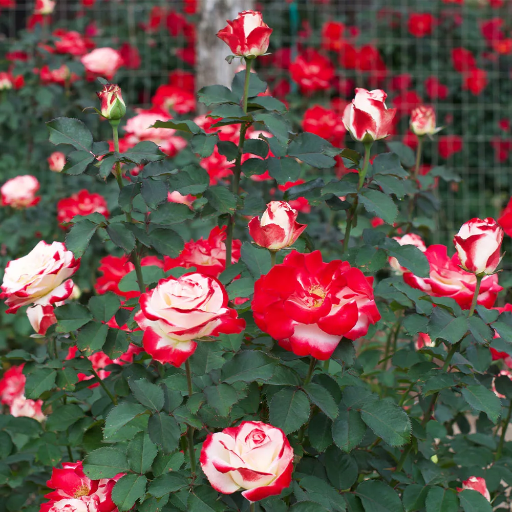Fast Growing Trees White Lies™ Rose Shrub Roses 4 Fast Growing Trees White Lies™ Rose Shrub Roses
