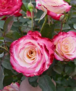 Fast Growing Trees White Lies™ Rose Shrub Roses 9 Fast Growing Trees White Lies™ Rose Shrub Roses
