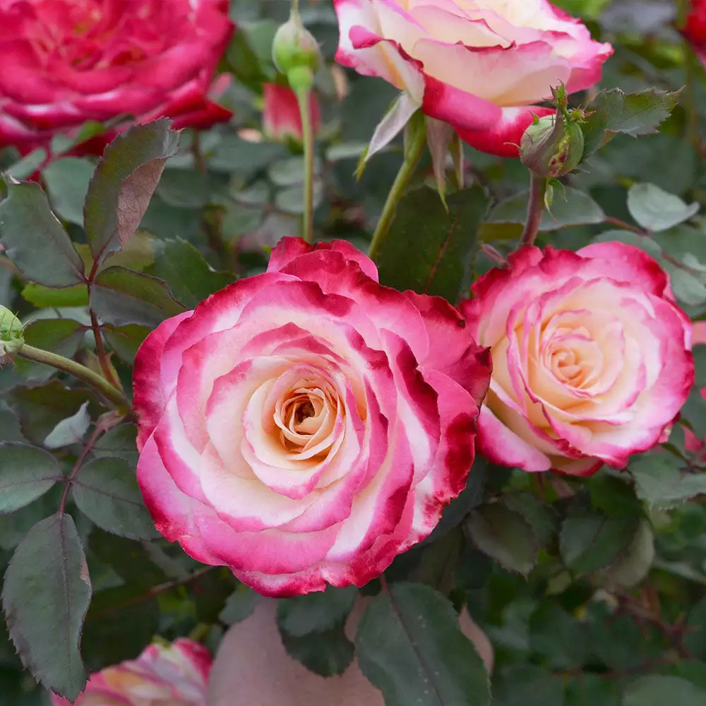 Fast Growing Trees White Lies™ Rose Shrub Roses 6 Fast Growing Trees White Lies™ Rose Shrub Roses