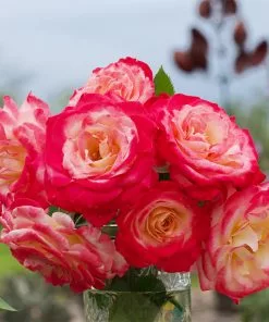 Fast Growing Trees White Lies™ Rose Shrub Roses 8 Fast Growing Trees White Lies™ Rose Shrub Roses