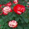Fast Growing Trees White Lies™ Rose Shrub Roses 2 Fast Growing Trees White Lies™ Rose Shrub Roses