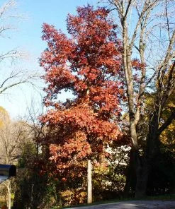 Fast Growing Trees Oak Trees White Oak Tree 12 Fast Growing Trees Oak Trees White Oak Tree