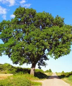 Fast Growing Trees Oak Trees White Oak Tree 10 Fast Growing Trees Oak Trees White Oak Tree