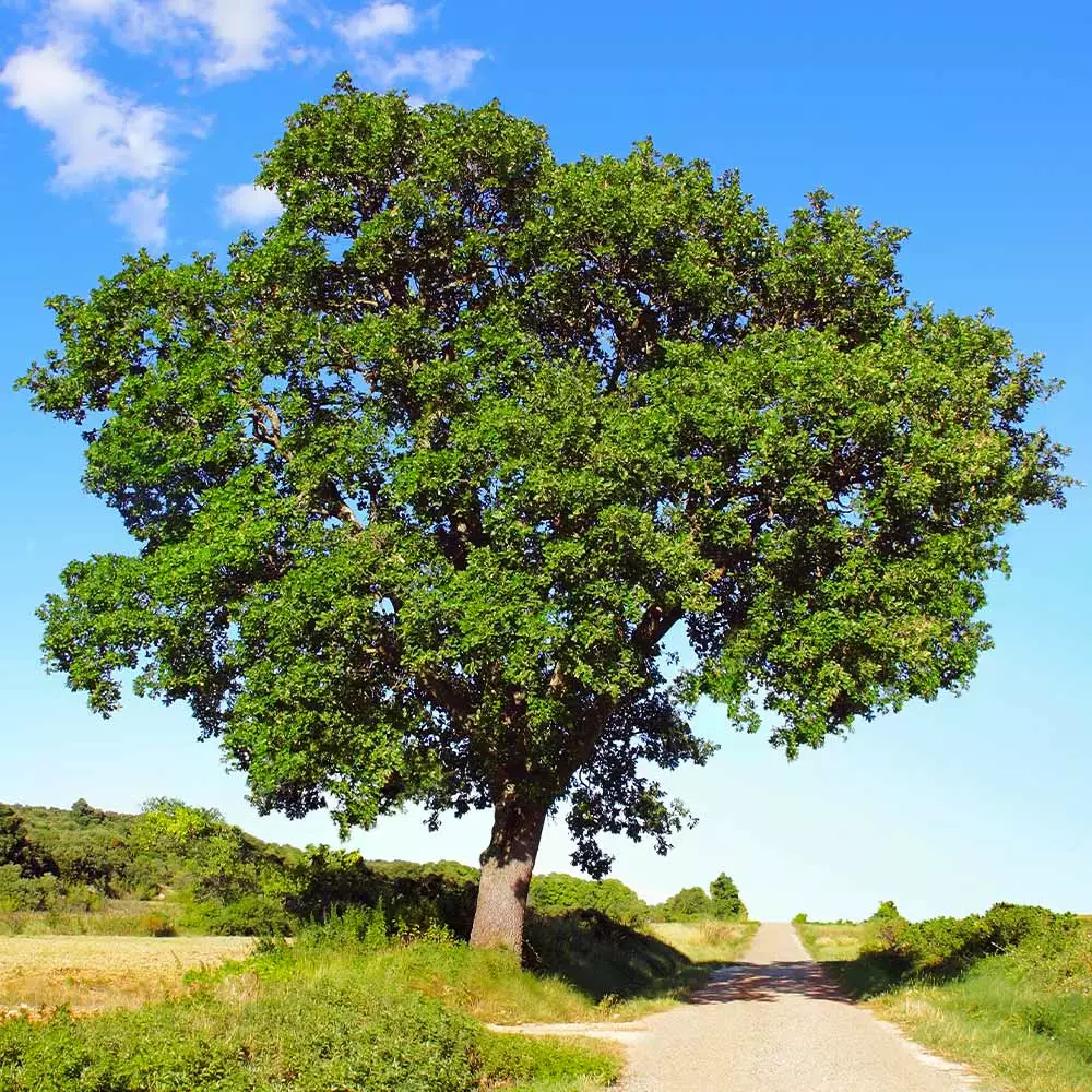 Fast Growing Trees Oak Trees White Oak Tree 5 Fast Growing Trees Oak Trees White Oak Tree