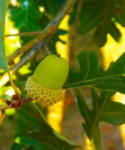 Fast Growing Trees Oak Trees White Oak Tree 11 Fast Growing Trees Oak Trees White Oak Tree
