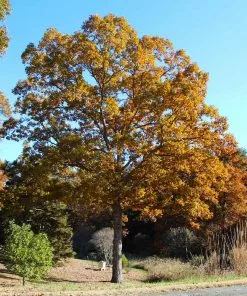 Fast Growing Trees Oak Trees White Oak Tree 13 Fast Growing Trees Oak Trees White Oak Tree
