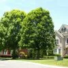 Fast Growing Trees Oak Trees White Oak Tree 2 Fast Growing Trees Oak Trees White Oak Tree
