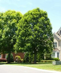 Fast Growing Trees Oak Trees White Oak Tree