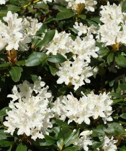 Fast Growing Trees Rhododendrons White Rhododendron 7 Fast Growing Trees Rhododendrons White Rhododendron