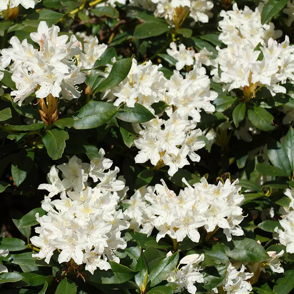 Fast Growing Trees Rhododendrons White Rhododendron 5 Fast Growing Trees Rhododendrons White Rhododendron