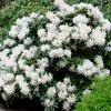 Fast Growing Trees Rhododendrons White Rhododendron 1 Fast Growing Trees Rhododendrons White Rhododendron