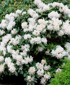 Fast Growing Trees Rhododendrons White Rhododendron