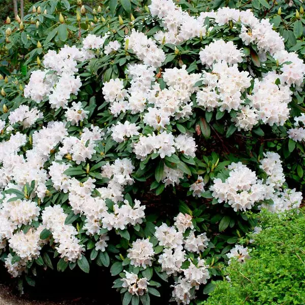 Fast Growing Trees Rhododendrons White Rhododendron 3 Fast Growing Trees Rhododendrons White Rhododendron