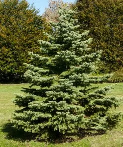 Fast Growing Trees White Spruce Tree Spruce Trees
