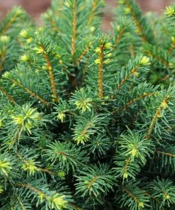 Fast Growing Trees White Spruce Tree Spruce Trees 9 Fast Growing Trees White Spruce Tree Spruce Trees