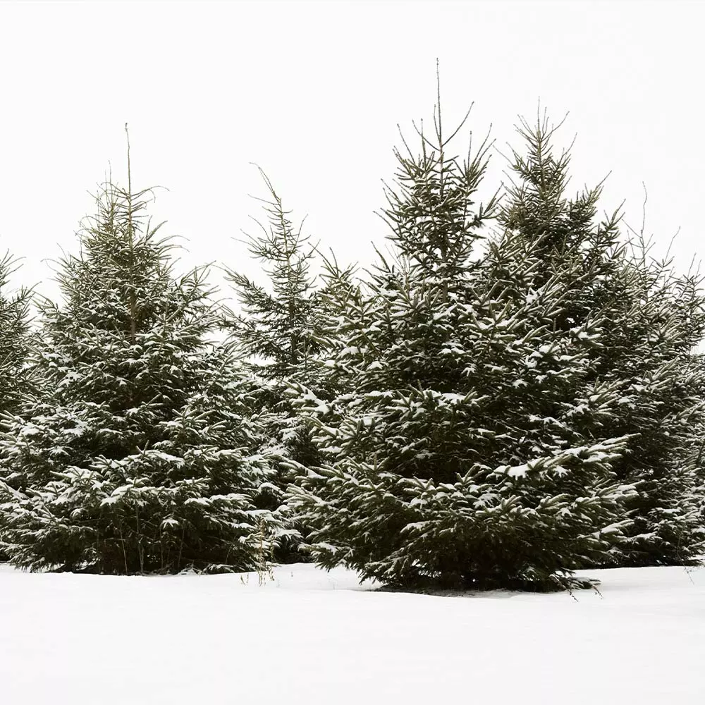 Fast Growing Trees White Spruce Tree Spruce Trees 7 Fast Growing Trees White Spruce Tree Spruce Trees