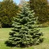 Fast Growing Trees White Spruce Tree Spruce Trees 1 Fast Growing Trees White Spruce Tree Spruce Trees