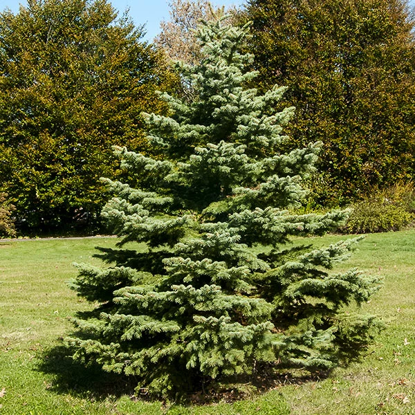 Fast Growing Trees White Spruce Tree Spruce Trees 3 Fast Growing Trees White Spruce Tree Spruce Trees