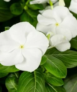 No Warranty Annuals White Vinca 7 No Warranty Annuals White Vinca