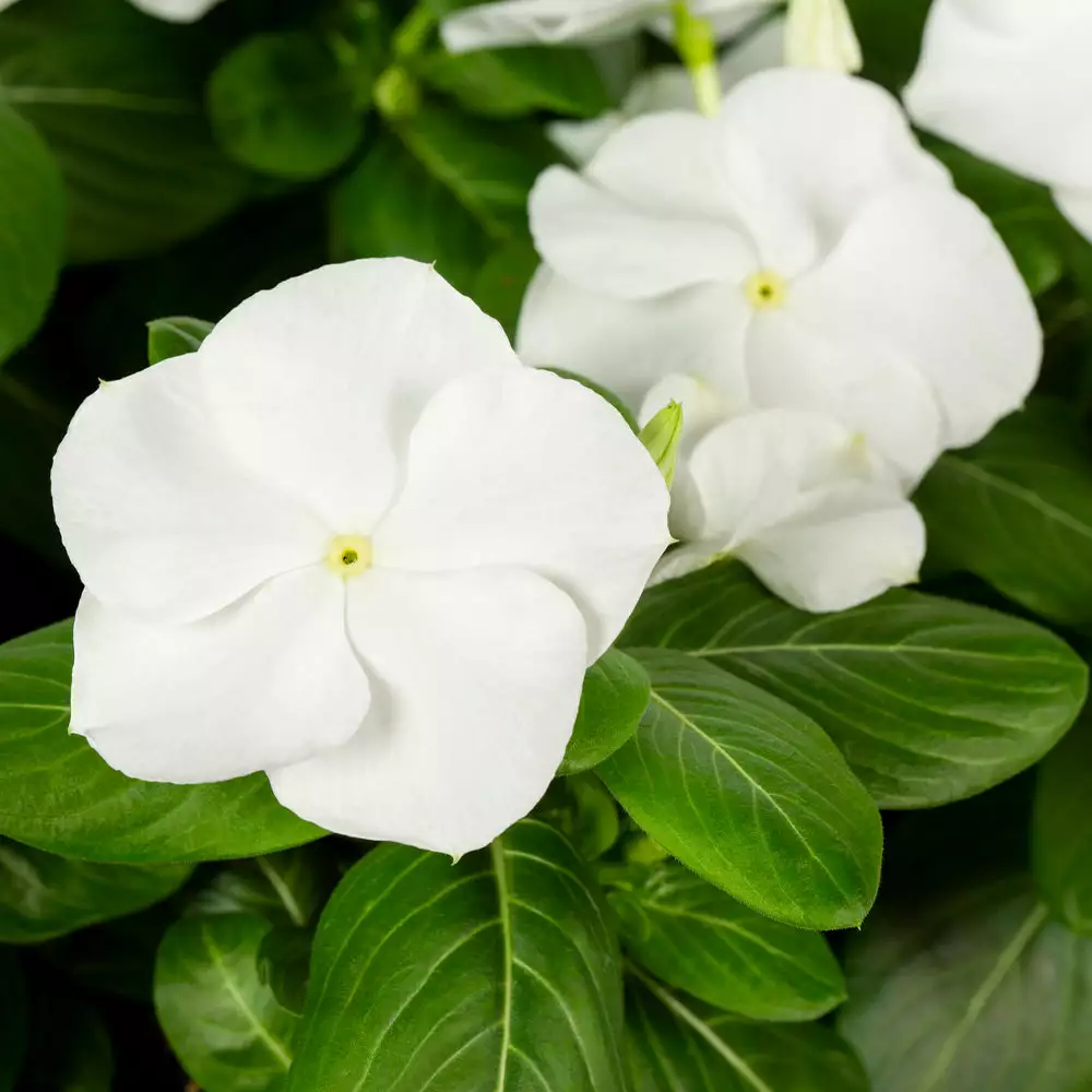 No Warranty Annuals White Vinca 5 No Warranty Annuals White Vinca