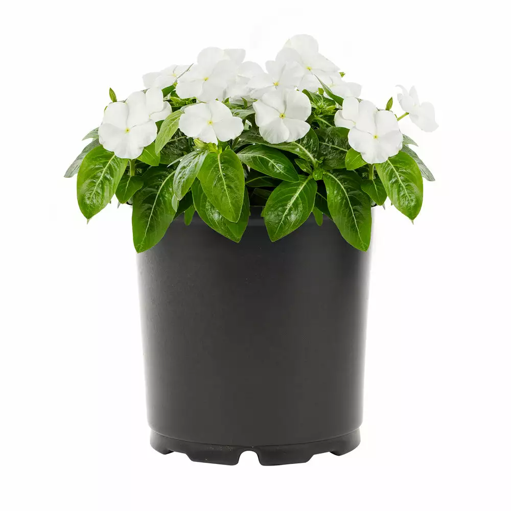 No Warranty Annuals White Vinca 4 No Warranty Annuals White Vinca