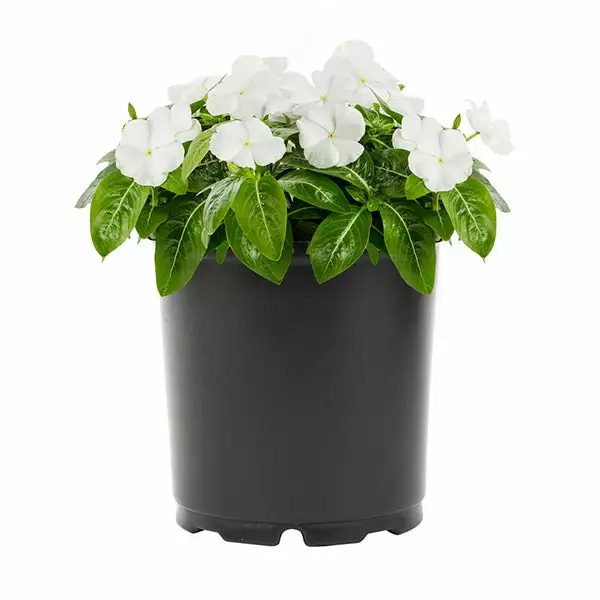 No Warranty Annuals White Vinca 3 No Warranty Annuals White Vinca