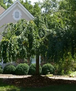 Fast Growing Trees White Weeping Cherry Tree Cherry Blossom Trees 11 Fast Growing Trees White Weeping Cherry Tree Cherry Blossom Trees