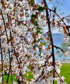 Fast Growing Trees White Weeping Cherry Tree Cherry Blossom Trees 9 Fast Growing Trees White Weeping Cherry Tree Cherry Blossom Trees