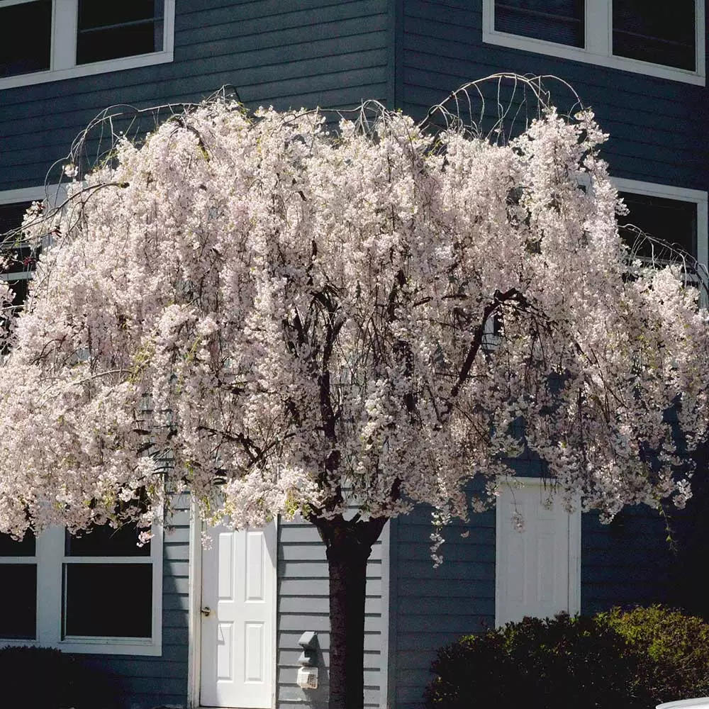 Fast Growing Trees White Weeping Cherry Tree Cherry Blossom Trees 6 Fast Growing Trees White Weeping Cherry Tree Cherry Blossom Trees